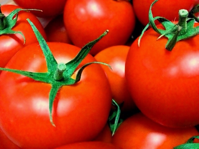 トマトの種を発芽させる条件は？種の蒔きどきや方法について