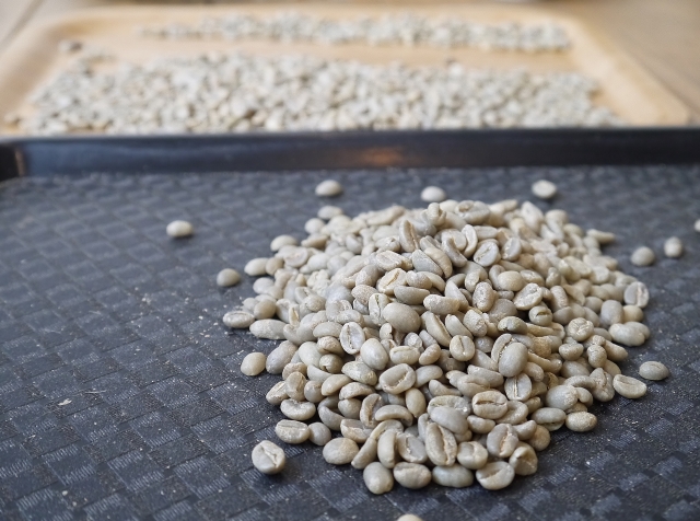 コーヒー生豆を発芽加工し発芽コーヒーが作られる！特徴は？
