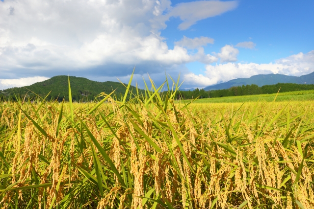 無農薬でお米は作れる？通常のお米の作り方と比較してみた！