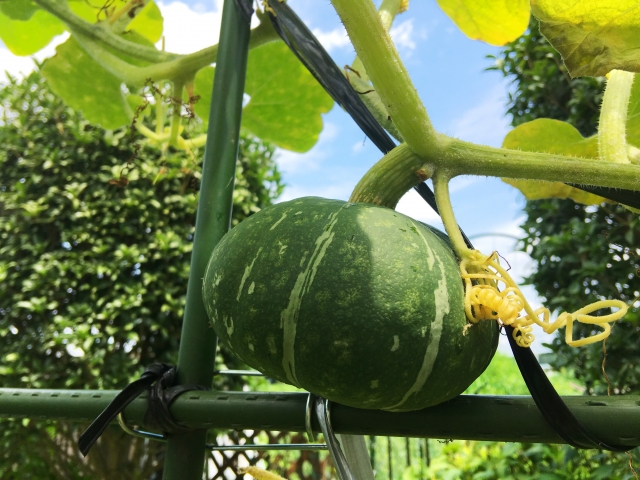 家庭菜園でかぼちゃの栽培に挑戦！収穫時期と食べごろの違い