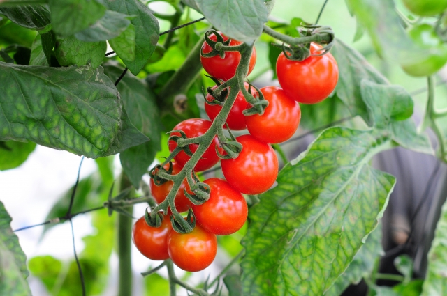 家庭菜園でトマト栽培！わき芽かきや摘芯・剪定のポイント