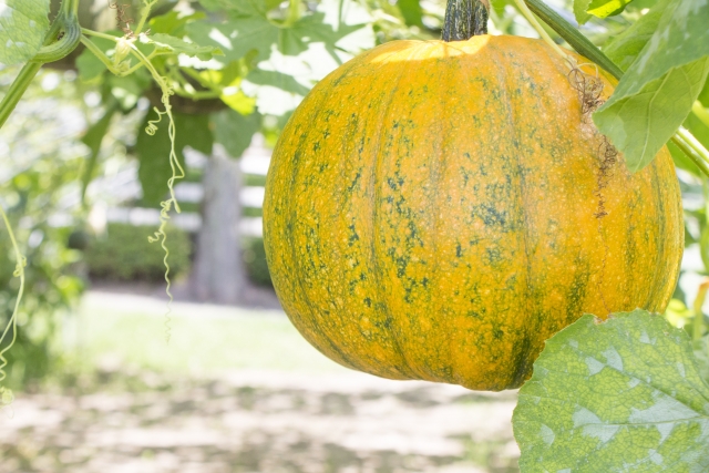 家庭菜園でかぼちゃを収穫しよう！日持ちする保存方法を伝授